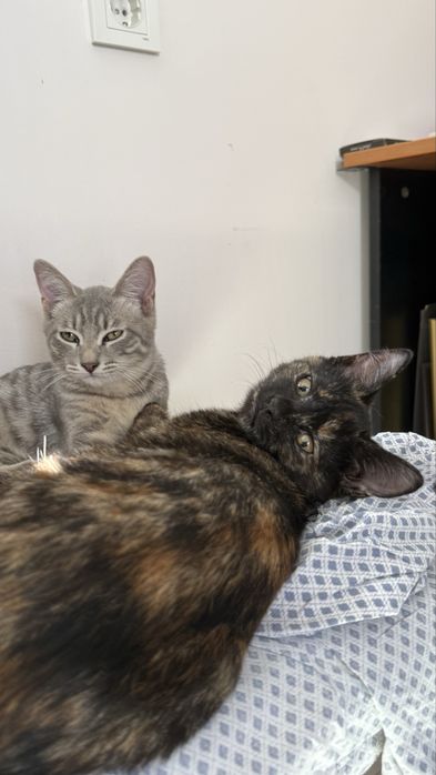 Котенок девочка в добрые руки