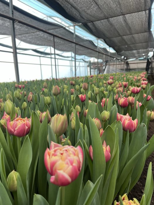 Голландские тюльпаны оптом