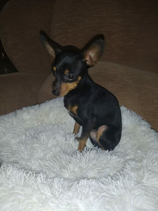 Вязка русский той терьер