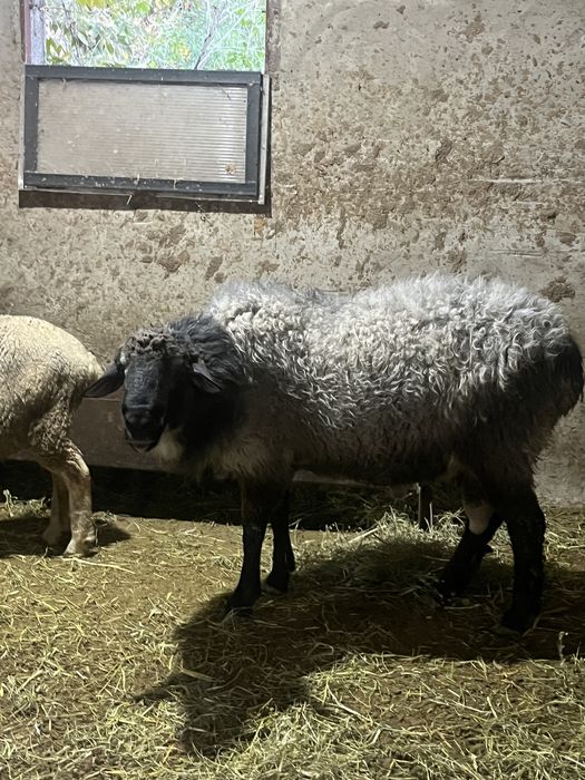 Продам Кошкара