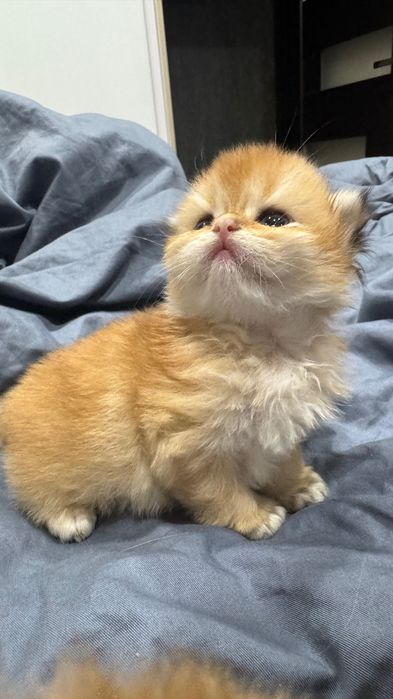 Pisicuță Scottish Longhair aurie – o adevărată ursulețică
