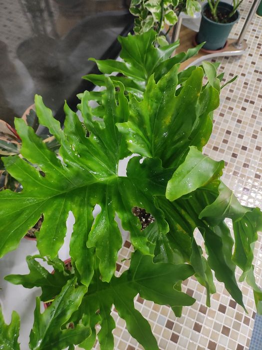 Филодендрон селло