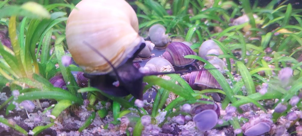 Melci pomaceea, tylomelania si plante