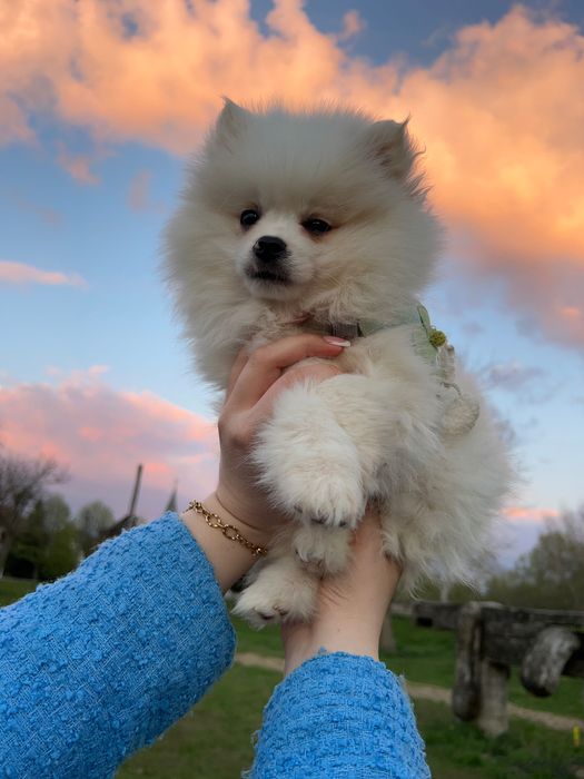 Cățeluș pomeranian
