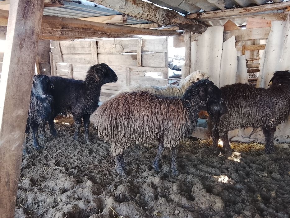 Қошқар сатылады сд