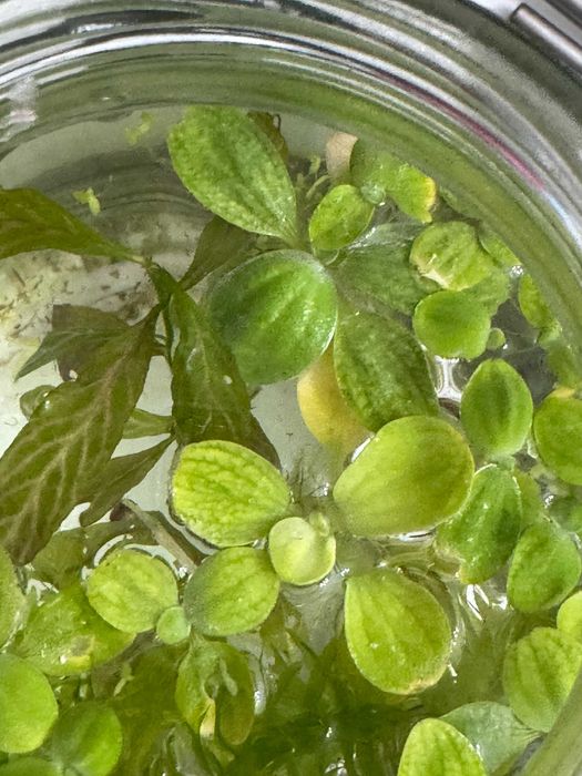 Продам растения для аквариума