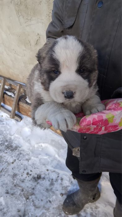 Чистокровные Щенки Алабая (САО)