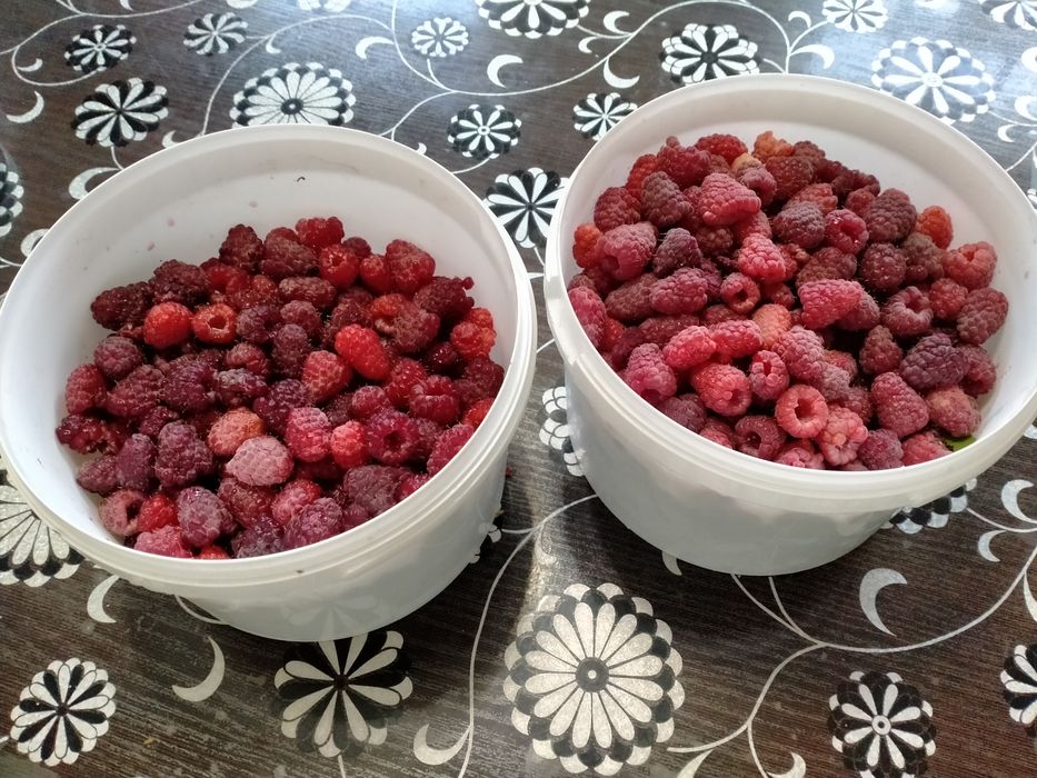 Продам малину домашнюю