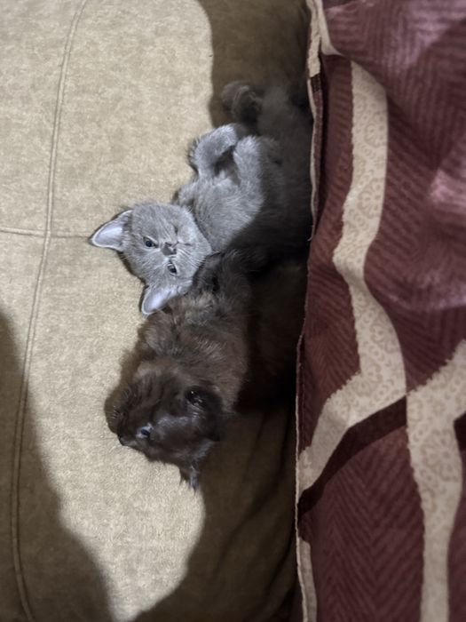 Отдам котят в хоршие руки