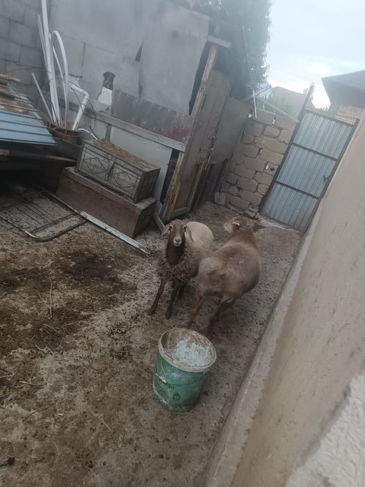 Овцы и Бараны ...