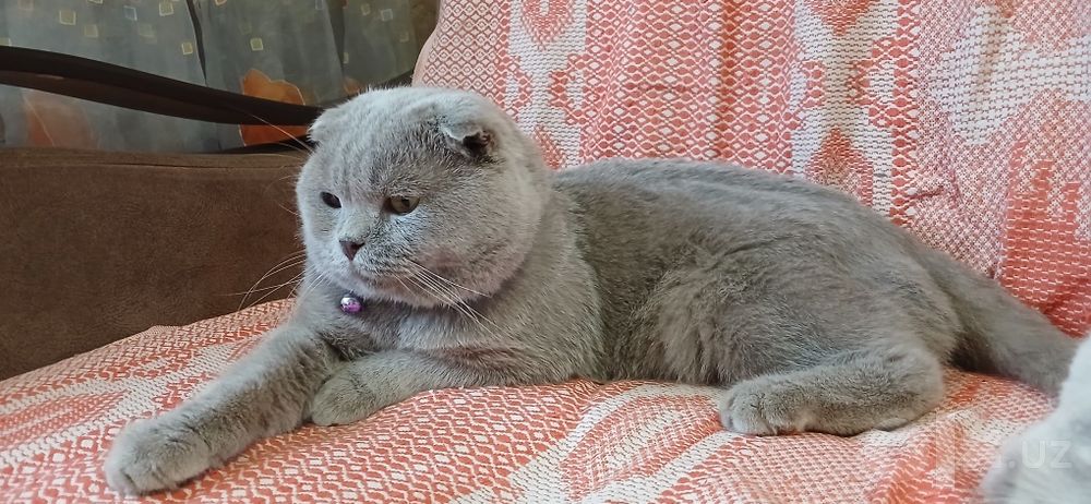 Выставляется Шотландский скоттиш фолд лиловый на вязку.