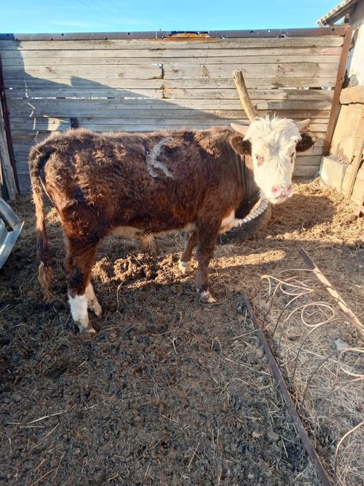 Продам торпак 1.5 года