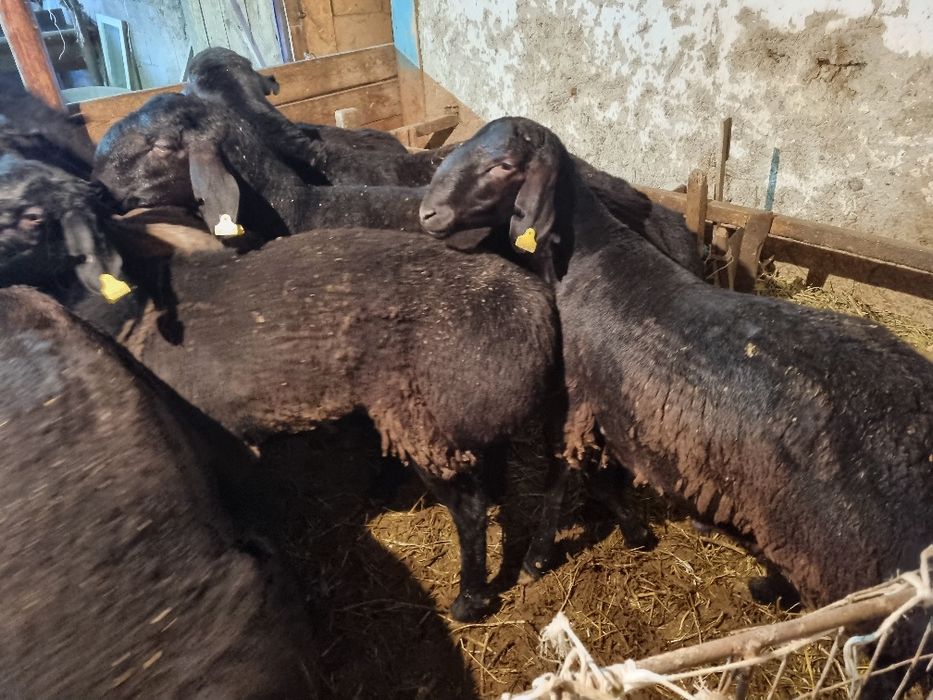 Қошқар сатылады 1 жасарлар.