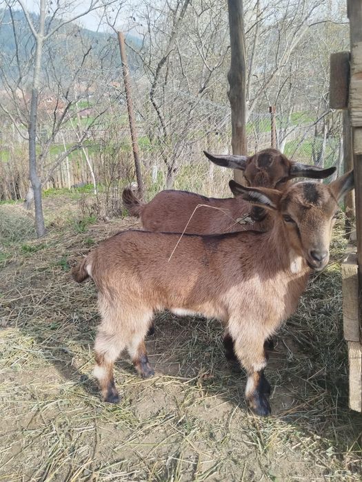 Vând iezi/iedite alpin francez