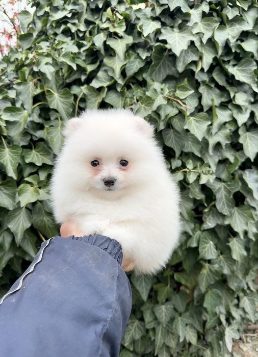 Померан мини момче. Померанче