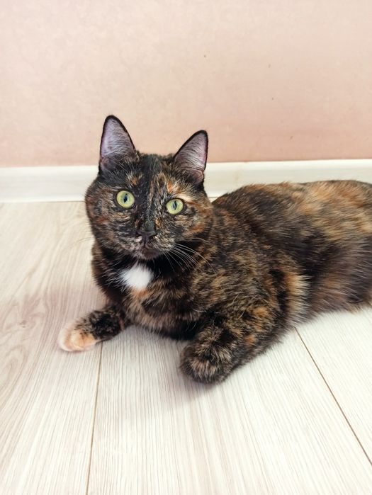 Сонечка в добрые руки