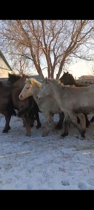 Тайчики откормленные