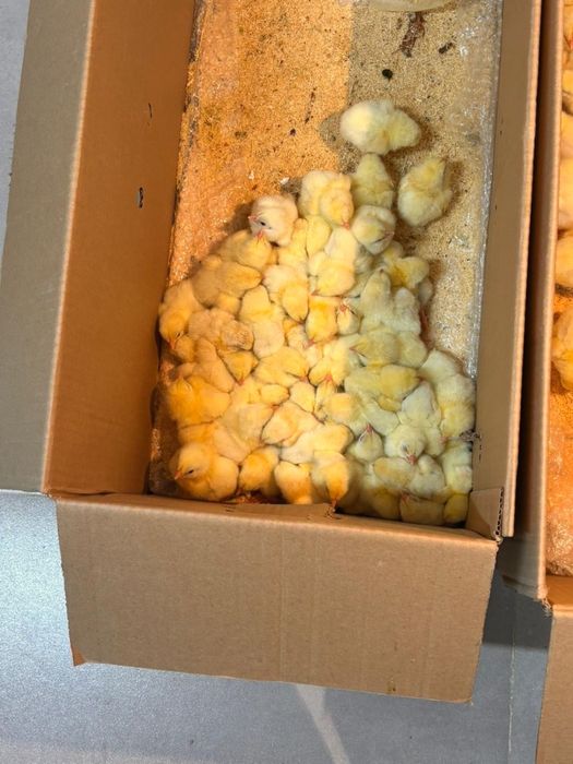 Бройллер балапан