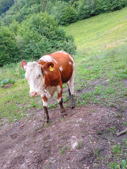 Juninca de 2 ani și jumate