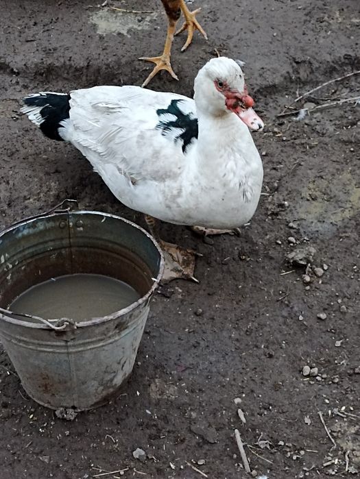 Индаутка нари сотилади