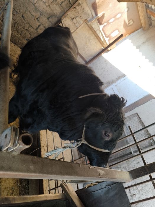 Продается бык Ангус