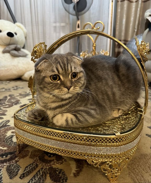 Продам шотладских котят