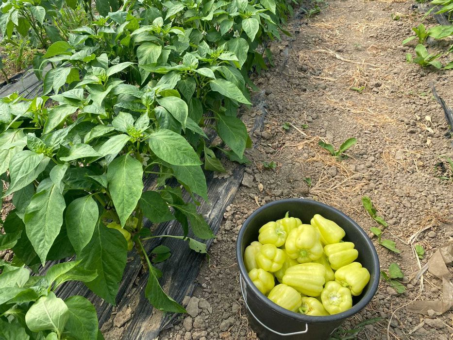 Răsaduri de legume direct de la producător AXIUC