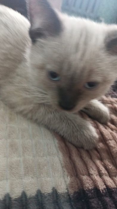 Красавчик, котенок, мальчик, 2 месяца.
