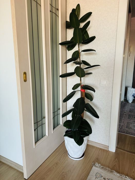 Фикус растение с вазой