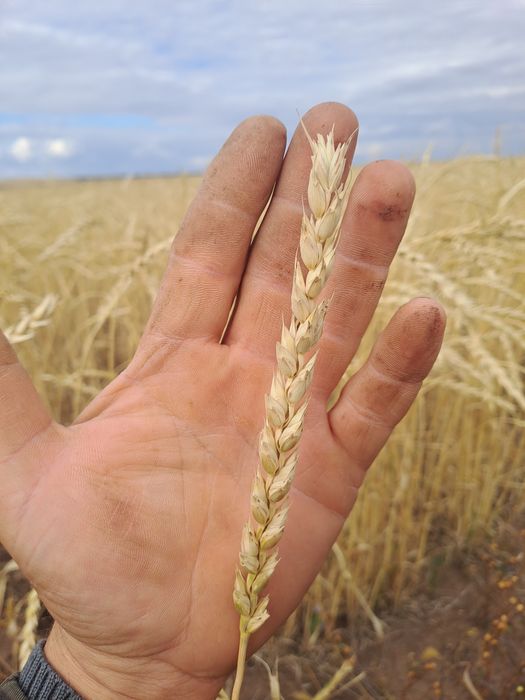Пшеница. Можно на семена.
