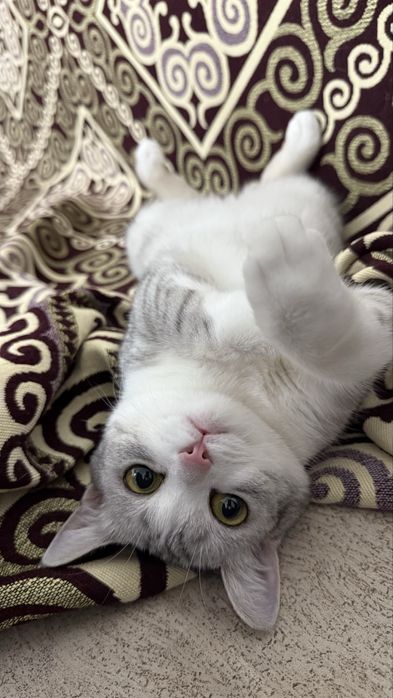 Кошка метис ищем любящего хозяина