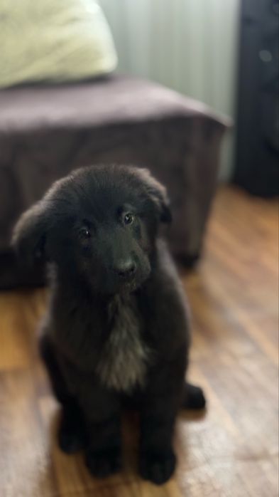 Продам щенка кабель 4 месяца