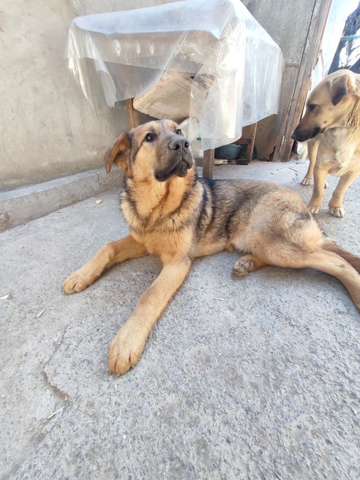 Собака в добрые руки