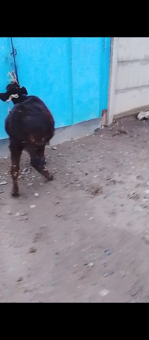 Продам тёлку 7 месяцев