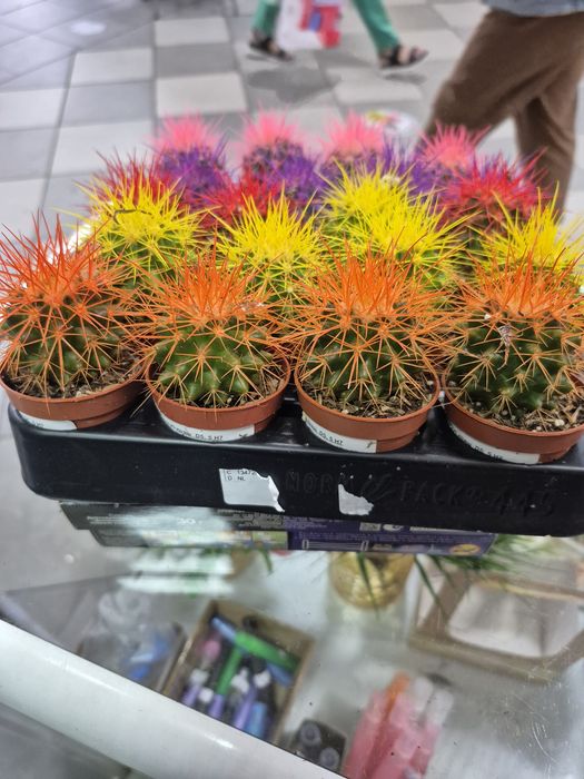 Продам кактусы цветные