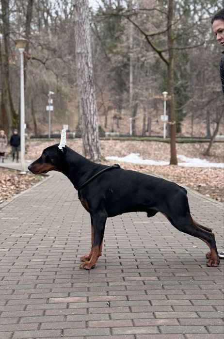 Căței Doberman cu pedigree