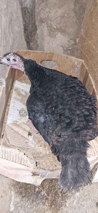 Курк индюк.Kurka kurk bolgan