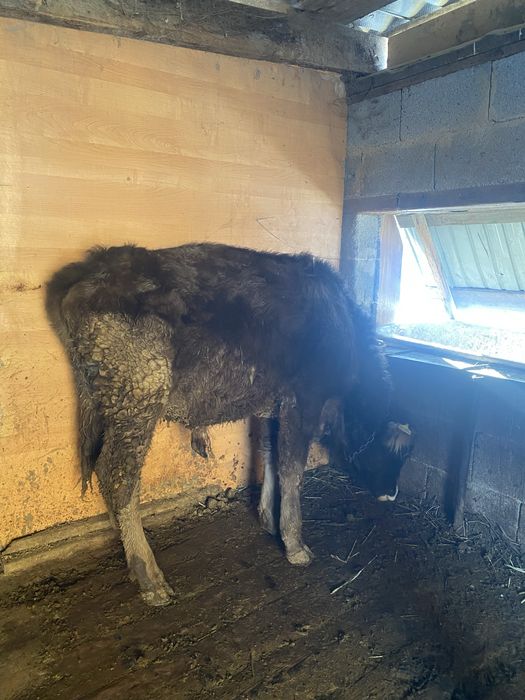 Продам бычков падсосы