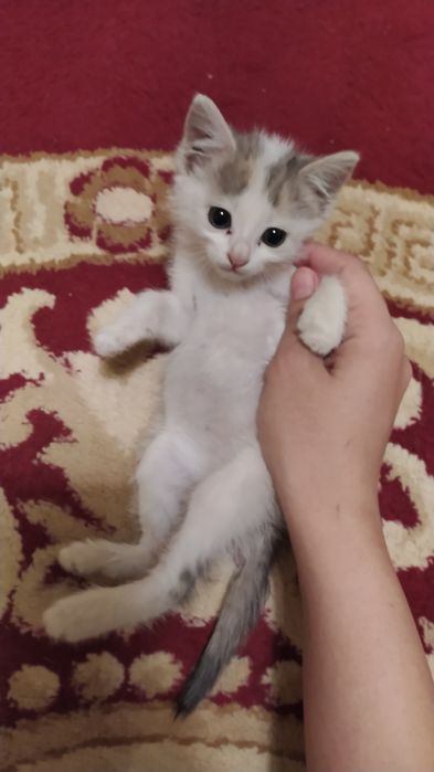 Mushukcha 1.5oylik juda aqlli