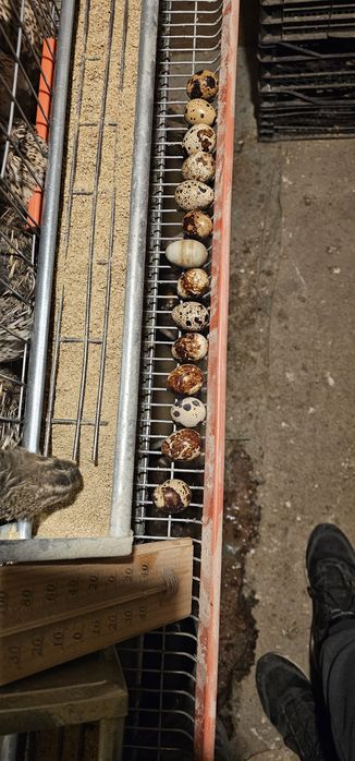 Vand ouă de prepeliță 0.20 lei bucata