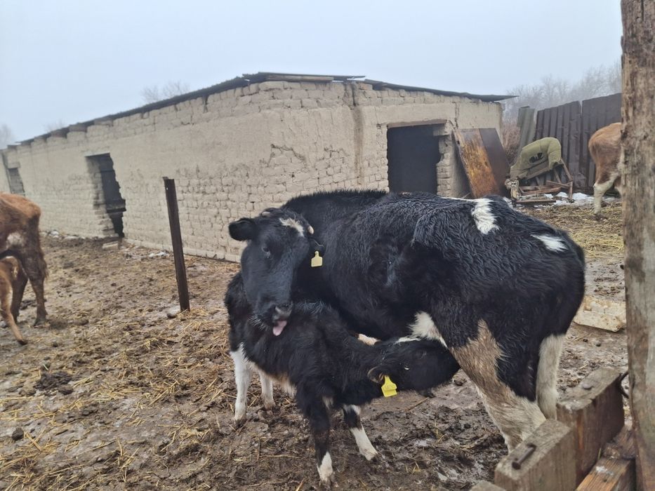 Бұзаулы сиыр 4 тума