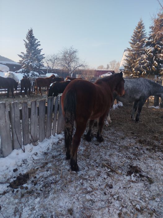 Продам кобылку 1,5 года