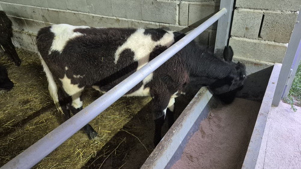 Ұрғашы таналар сатылады