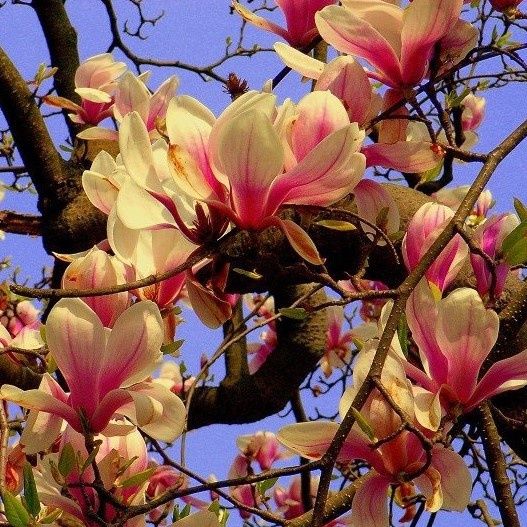 Magnolia Blue Opal