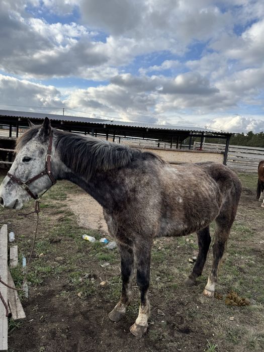 Лошадь , англо араб