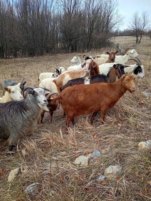 Vănd 20 de capre fătae și ne fătae restu urmeză să fete