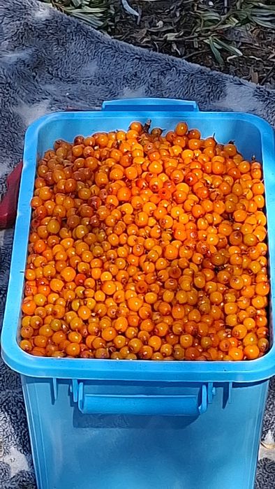 Продам ягоду облепиха