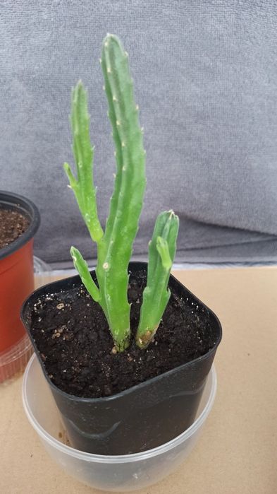 Стапелия гигантская