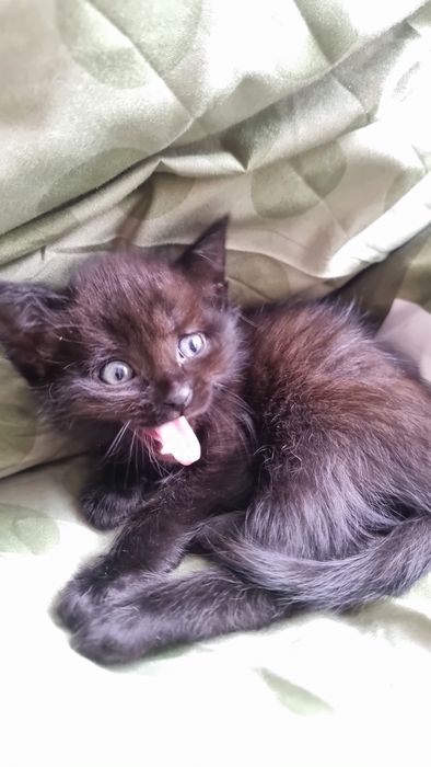 Дарю котенка мальчика!