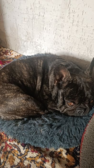 Вязка Бесплатно.